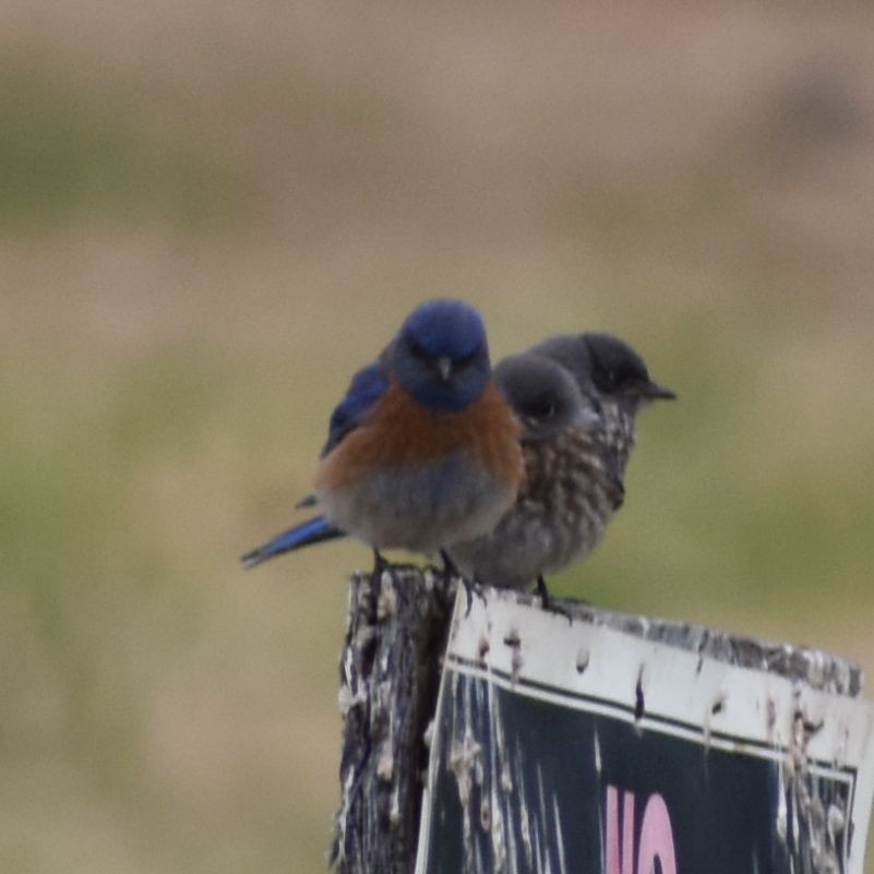 Western Bluebird - Sally Anderson