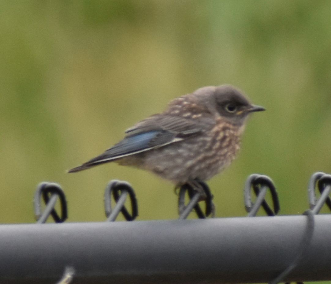 Western Bluebird - ML588291361