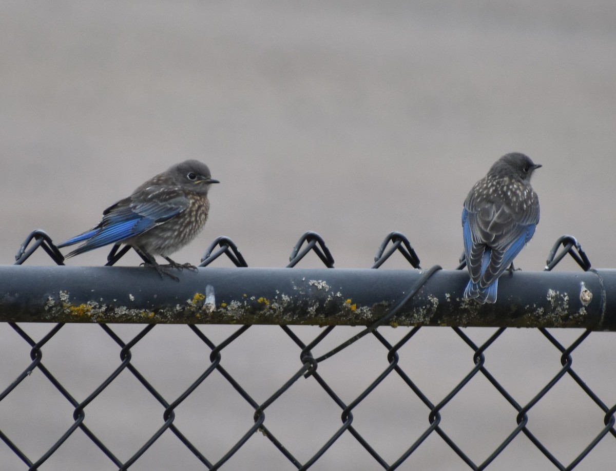 Western Bluebird - ML588291371