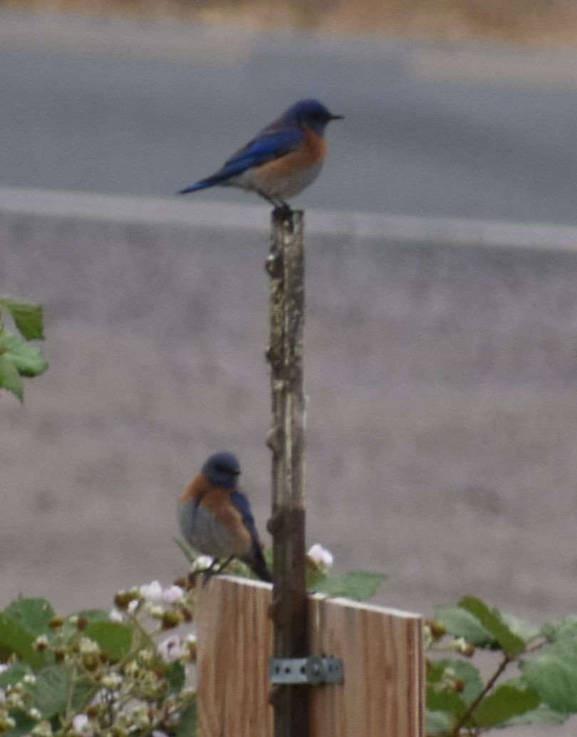 Western Bluebird - ML588291381