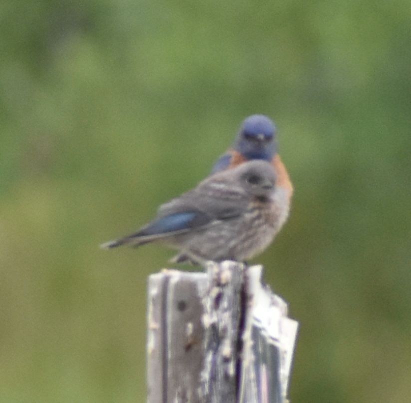 Western Bluebird - ML588291391