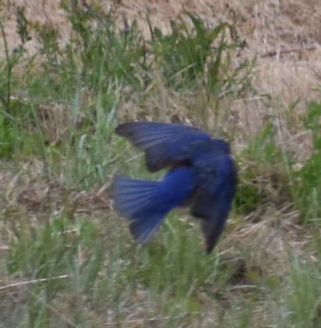 Western Bluebird - ML588291401