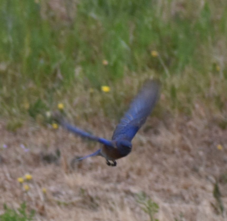 Western Bluebird - ML588291411