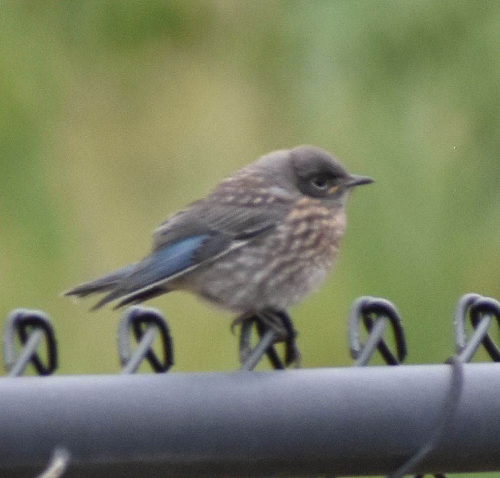 Western Bluebird - ML588291421