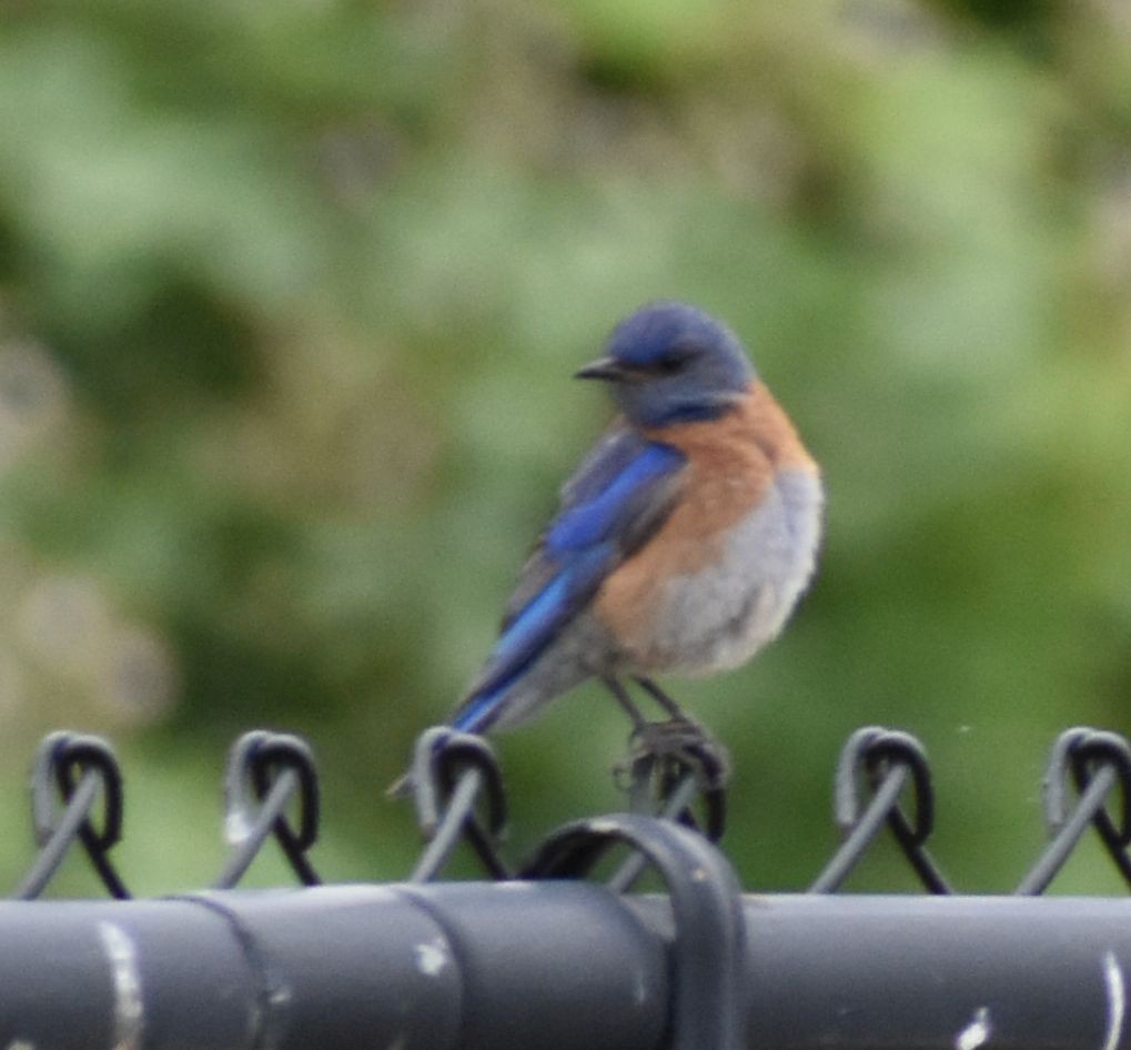 Western Bluebird - ML588291431