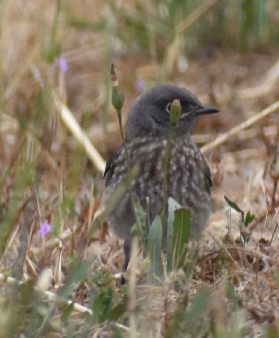 Western Bluebird - ML588291441