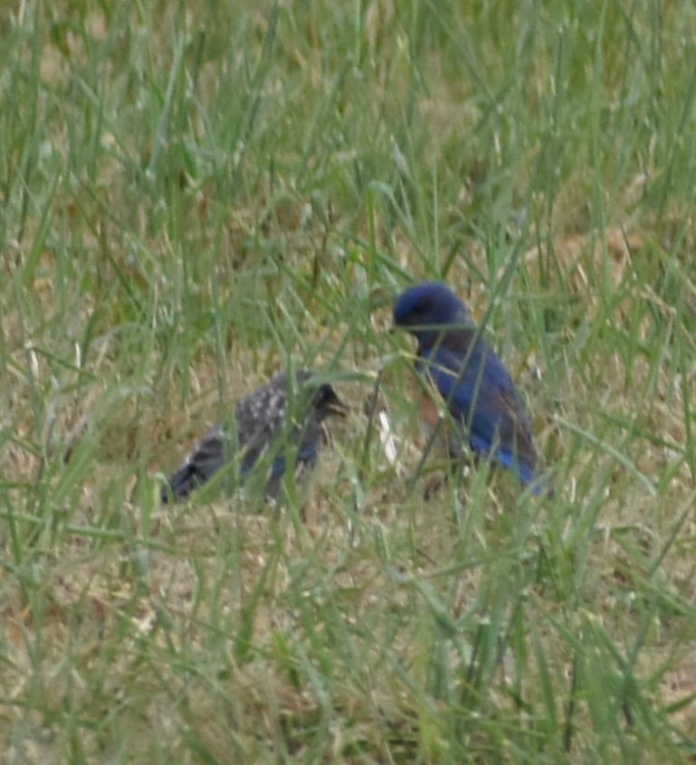 Western Bluebird - ML588291451