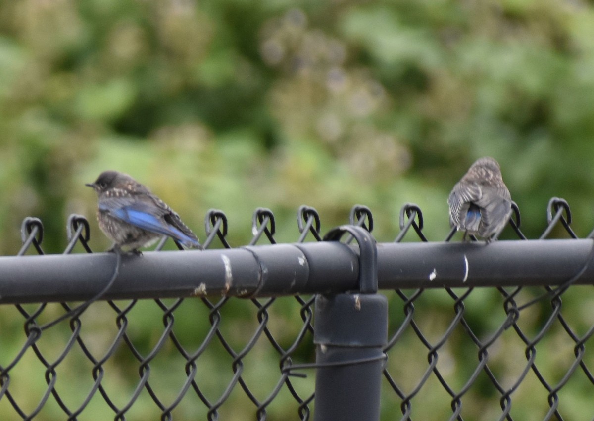 Western Bluebird - ML588291461