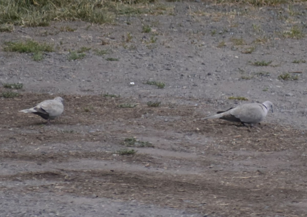 Eurasian Collared-Dove - ML588291551