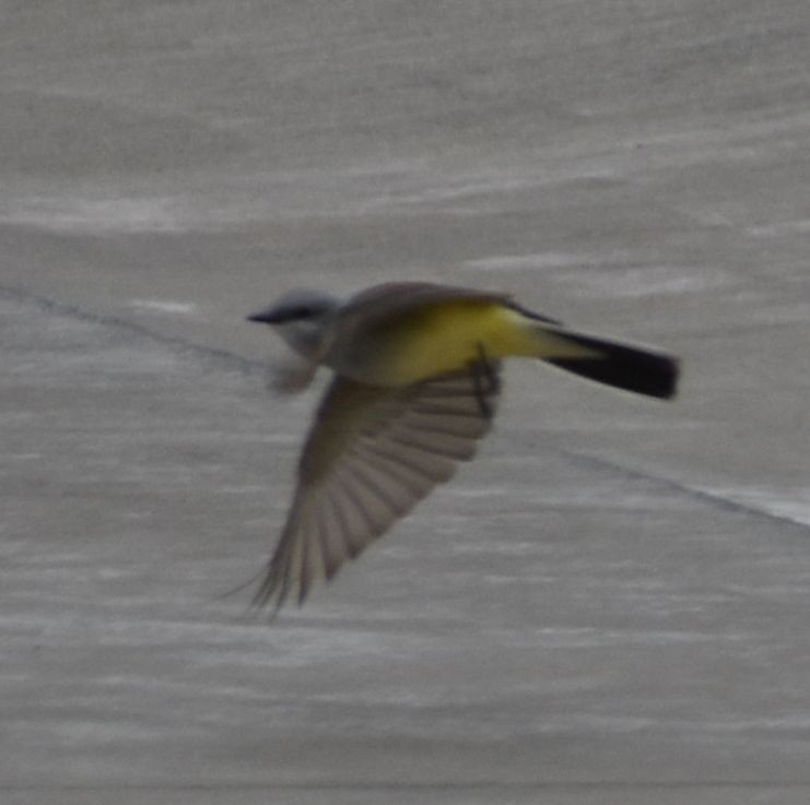 Western Kingbird - ML588291621