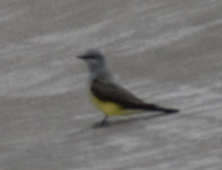 Western Kingbird - ML588291641