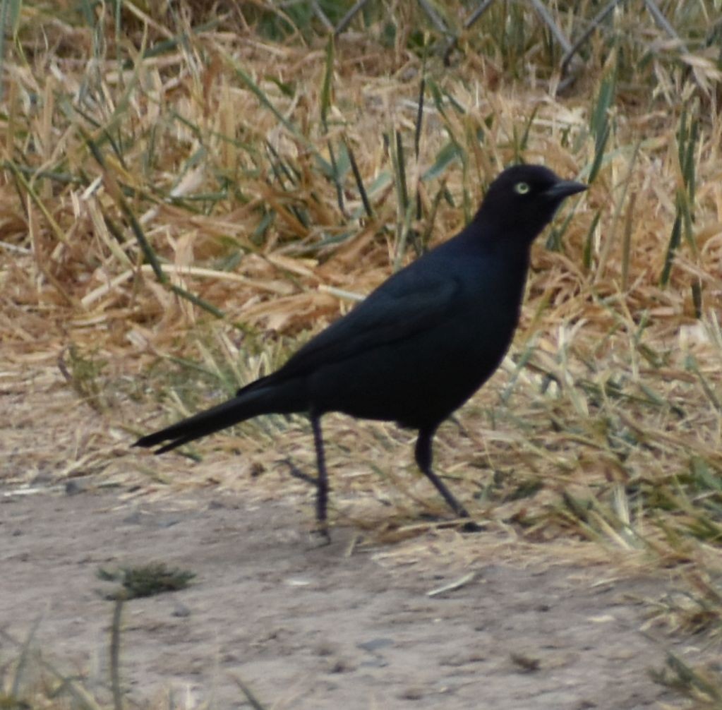 Brewer's Blackbird - ML588291711