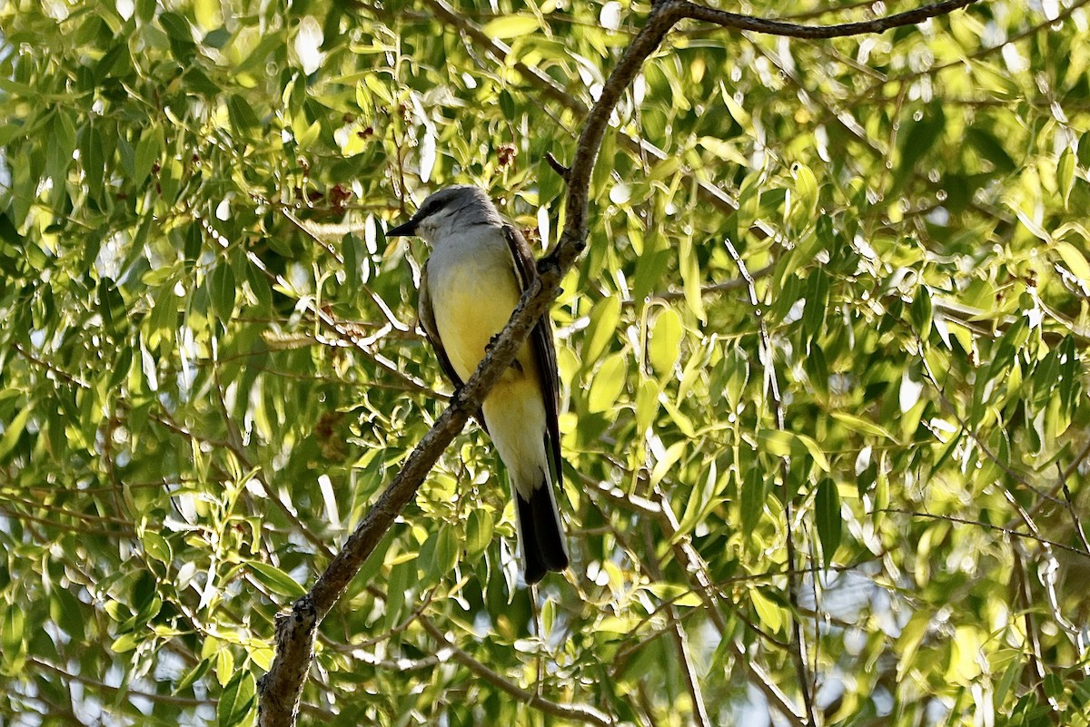 Western Kingbird - ML588291751