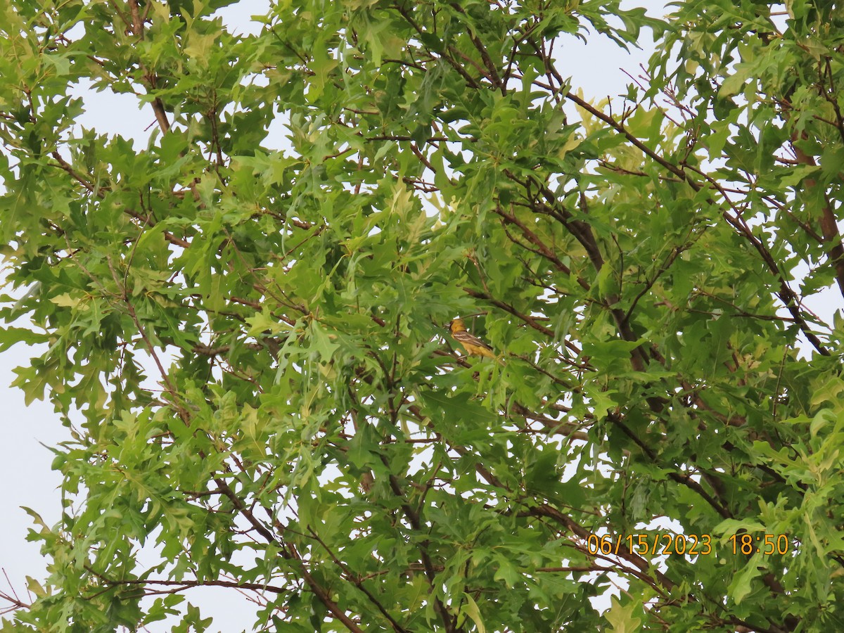 Orchard Oriole - Ed Wallace