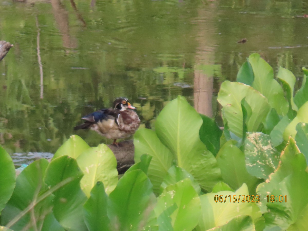 Wood Duck - ML588292601