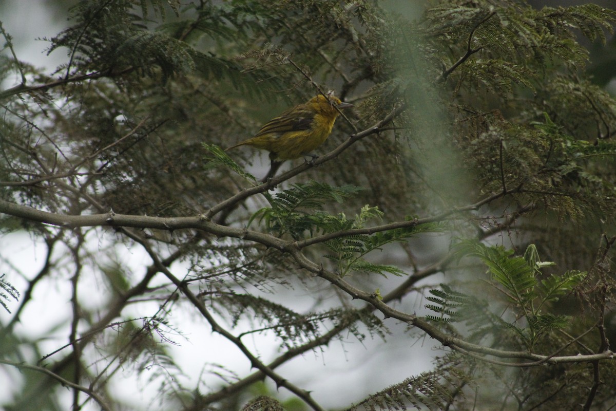 Slender-billed Weaver - Joseph Lionceau