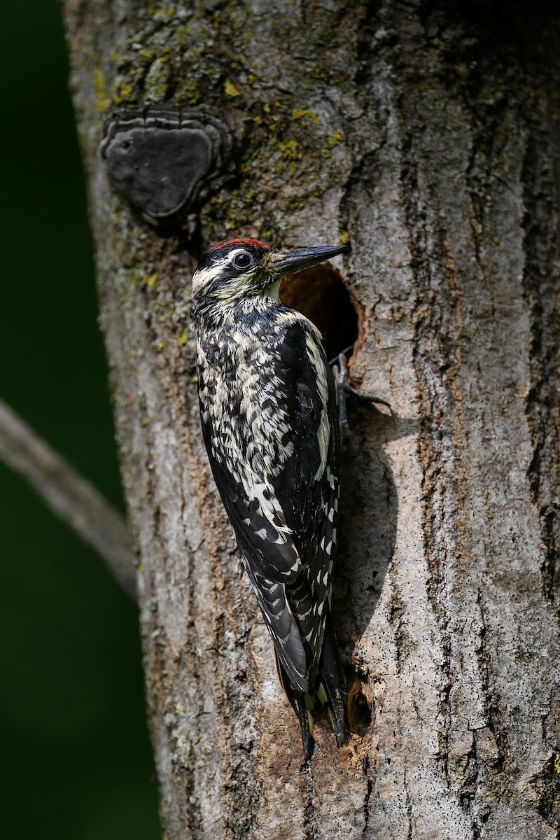 Yellow-bellied Sapsucker - ML588293151