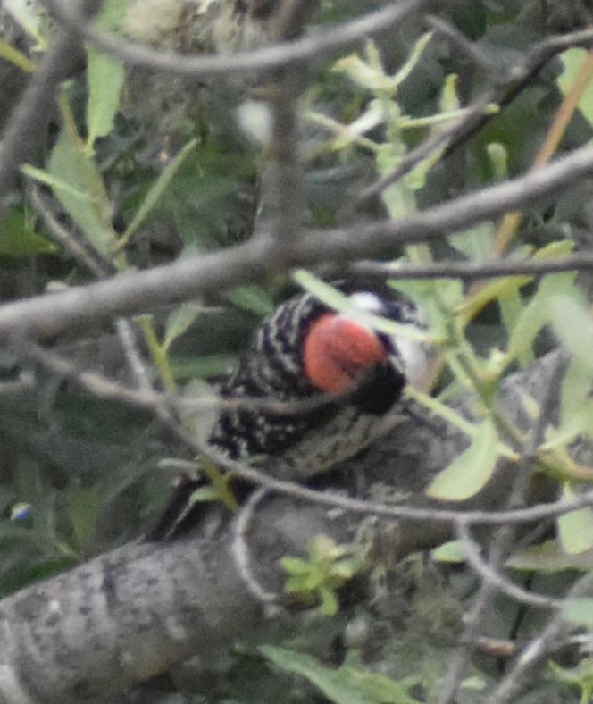 Nuttall's Woodpecker - Sally Anderson