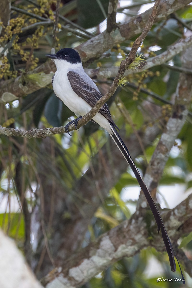Fork-tailed Flycatcher - ML588294051