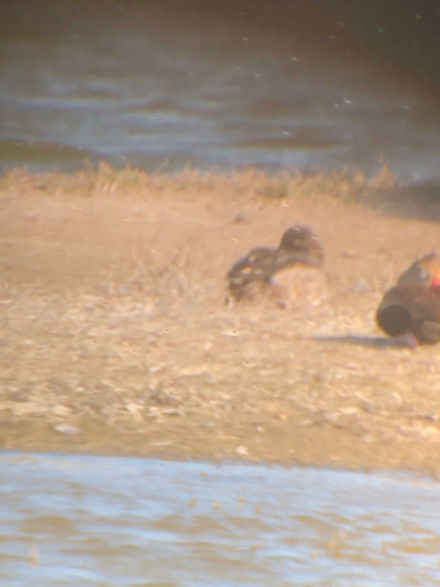 Lesser Scaup - ML588294221