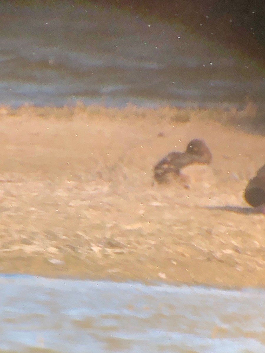 Lesser Scaup - ML588294311