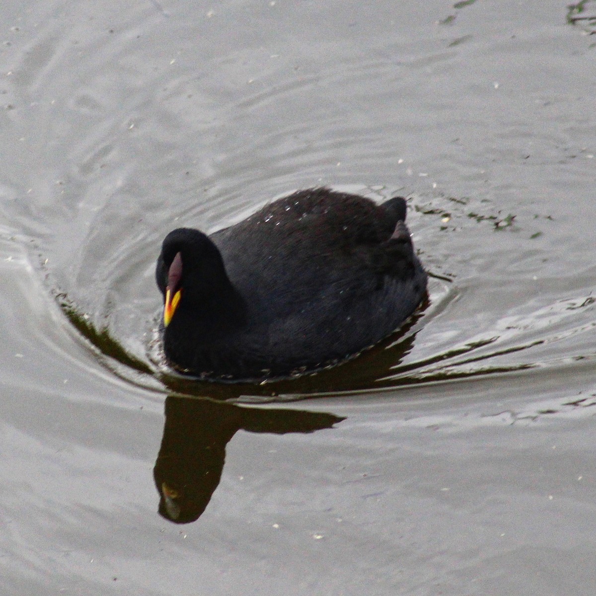 Red-fronted Coot - ML588294551