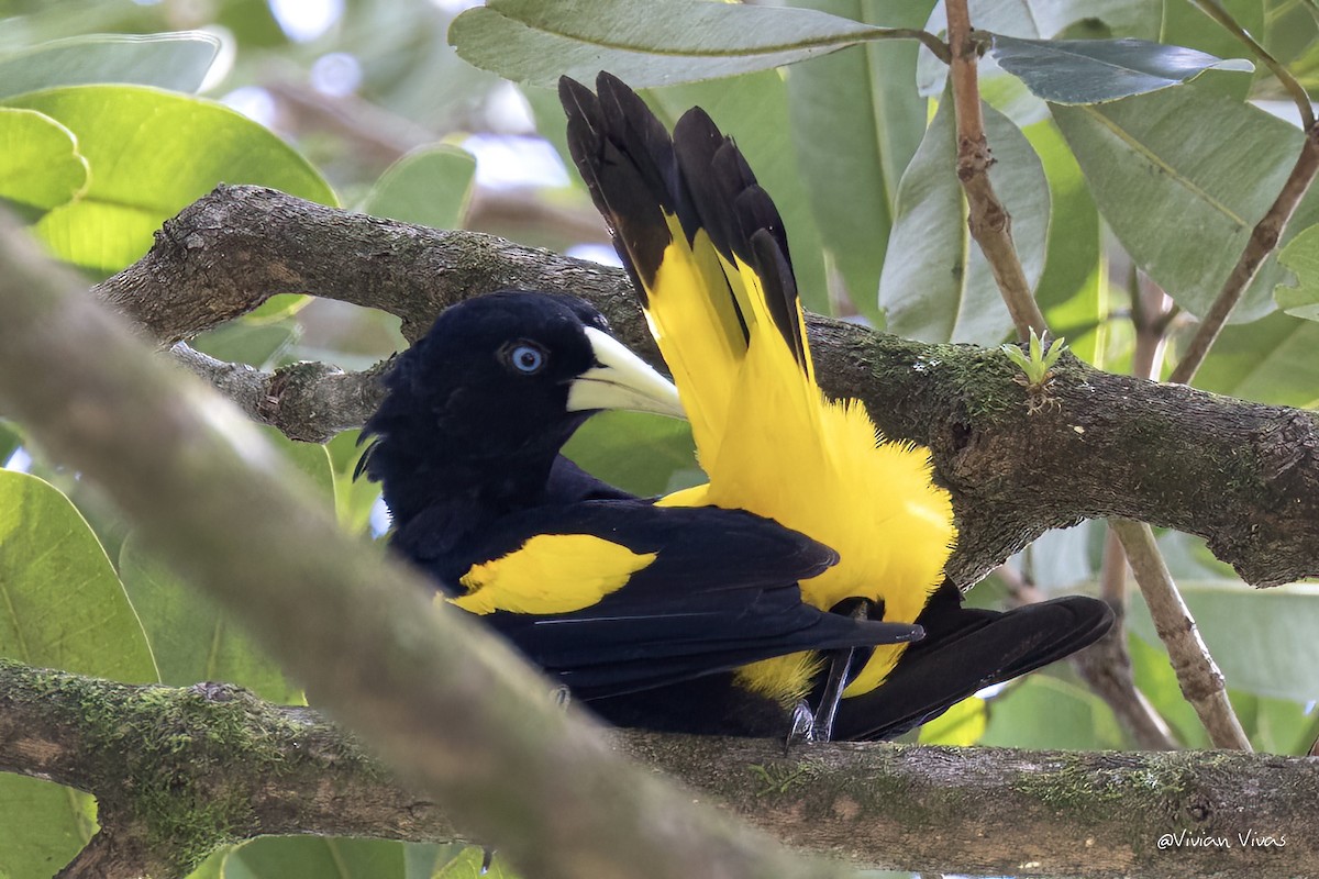 Yellow-rumped Cacique - ML588294751