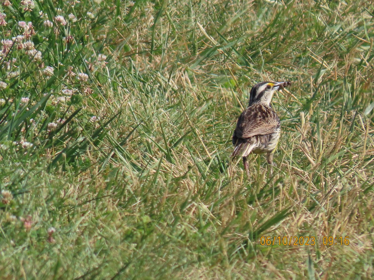 Eastern Meadowlark - ML588295741