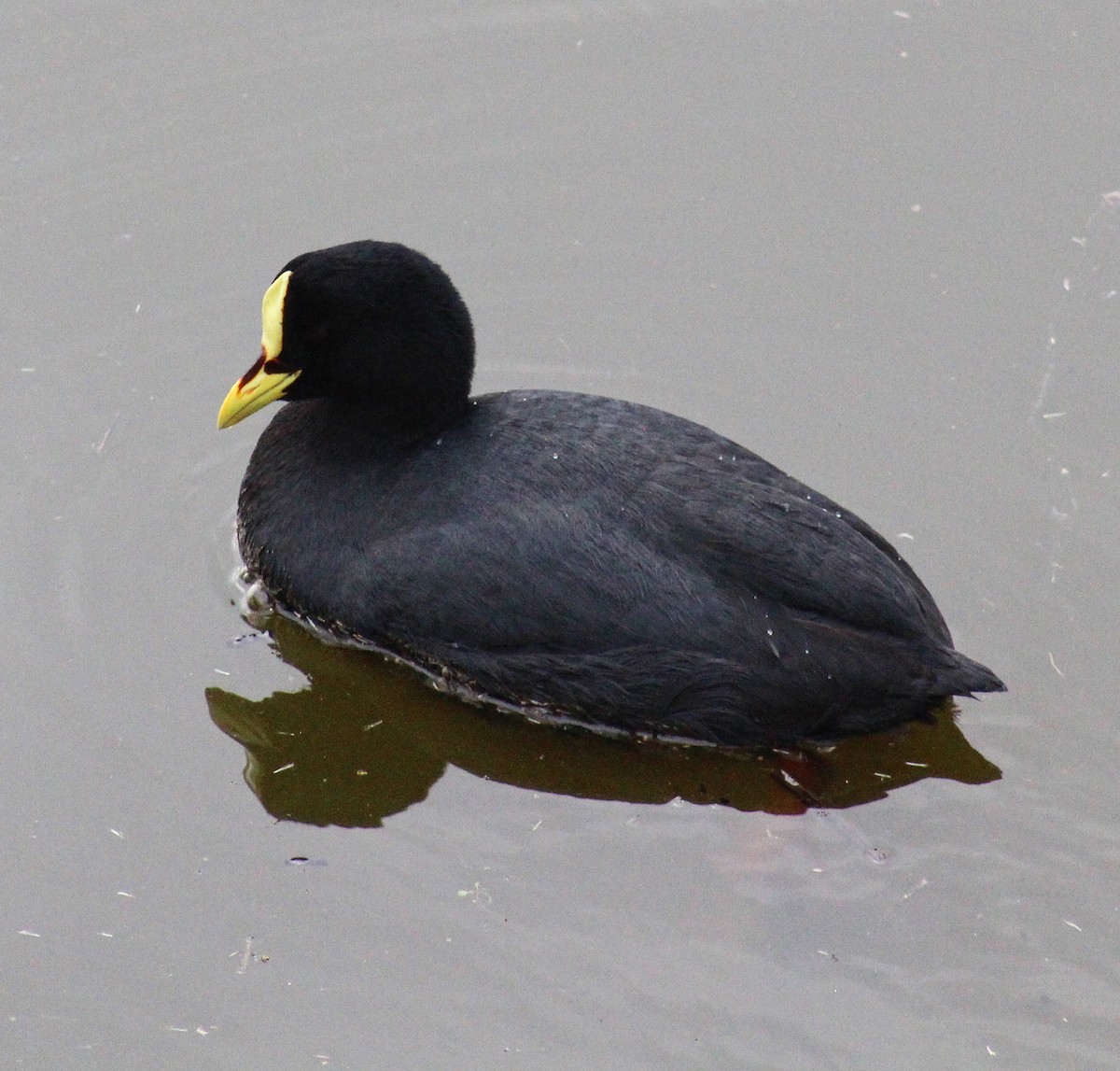 Red-gartered Coot - ML588296031