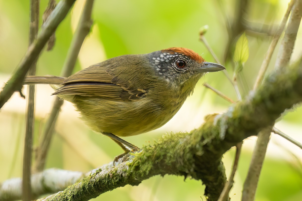 Spot-breasted Antvireo - Sergio Porto