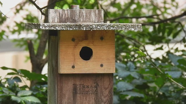 Tufted x Black-crested Titmouse (hybrid) - ML588296451