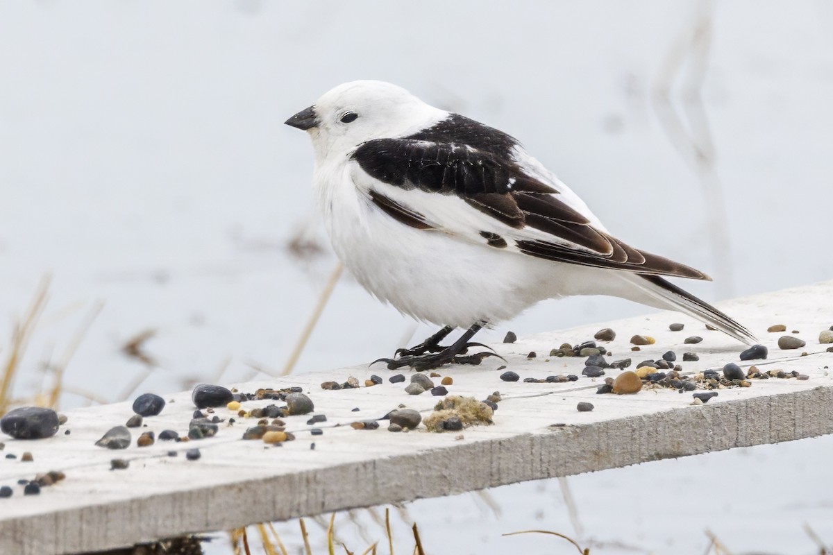 Snow Bunting - ML588296721