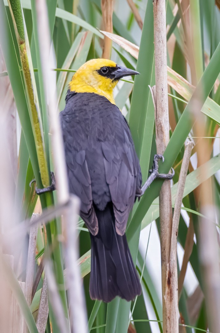 Yellow-headed Blackbird - ML588296731