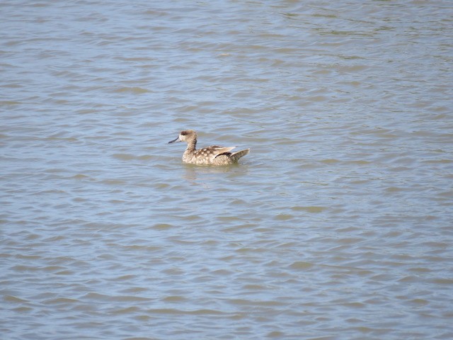 Marbled Duck - ML588296801