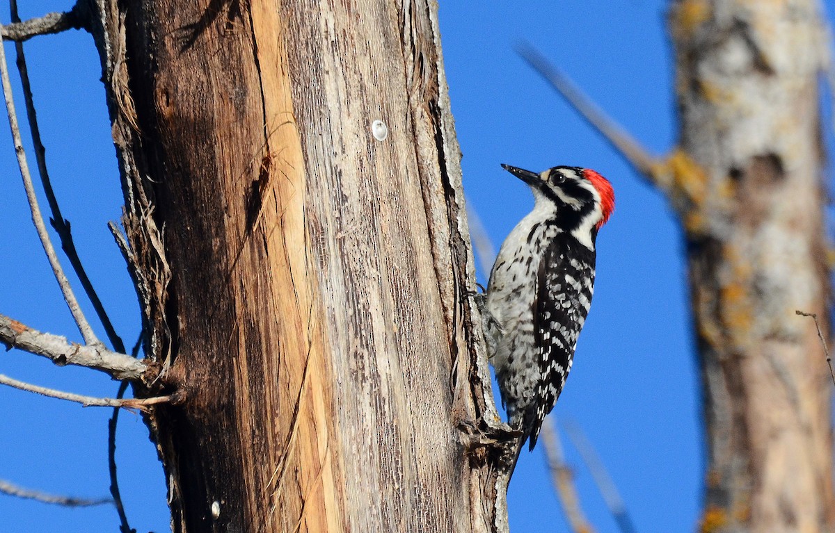 Nuttall's Woodpecker - David M. Bell