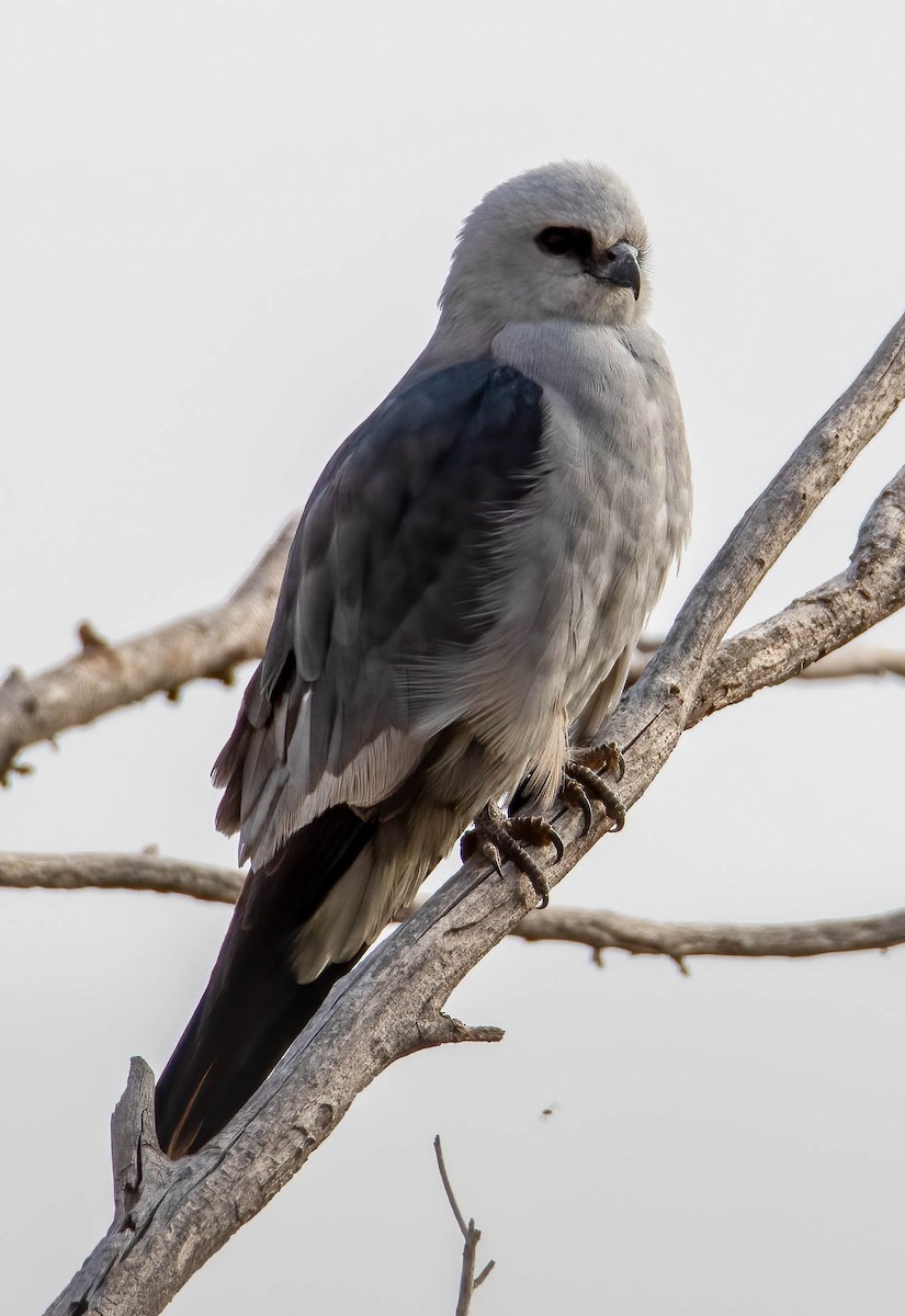 Mississippi Kite - ML588298361