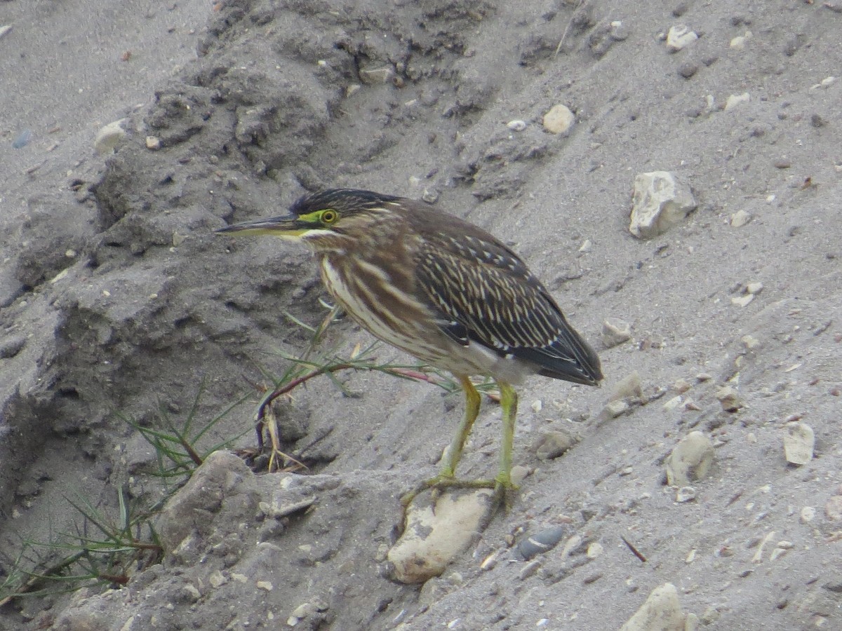 Striated Heron - ML588298541