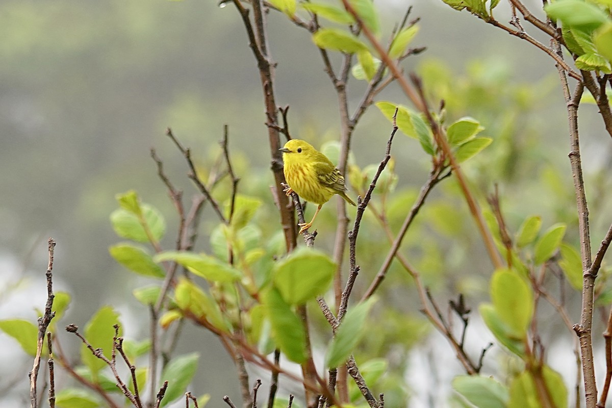 Yellow Warbler - Bob Plohr