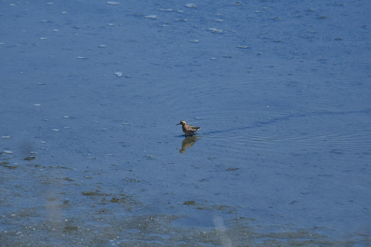 Phalarope à bec large - ML588301331