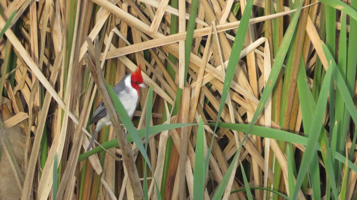 Red-crested Cardinal - ML588301501