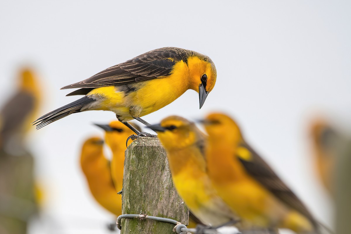 Saffron-cowled Blackbird - ML588301841