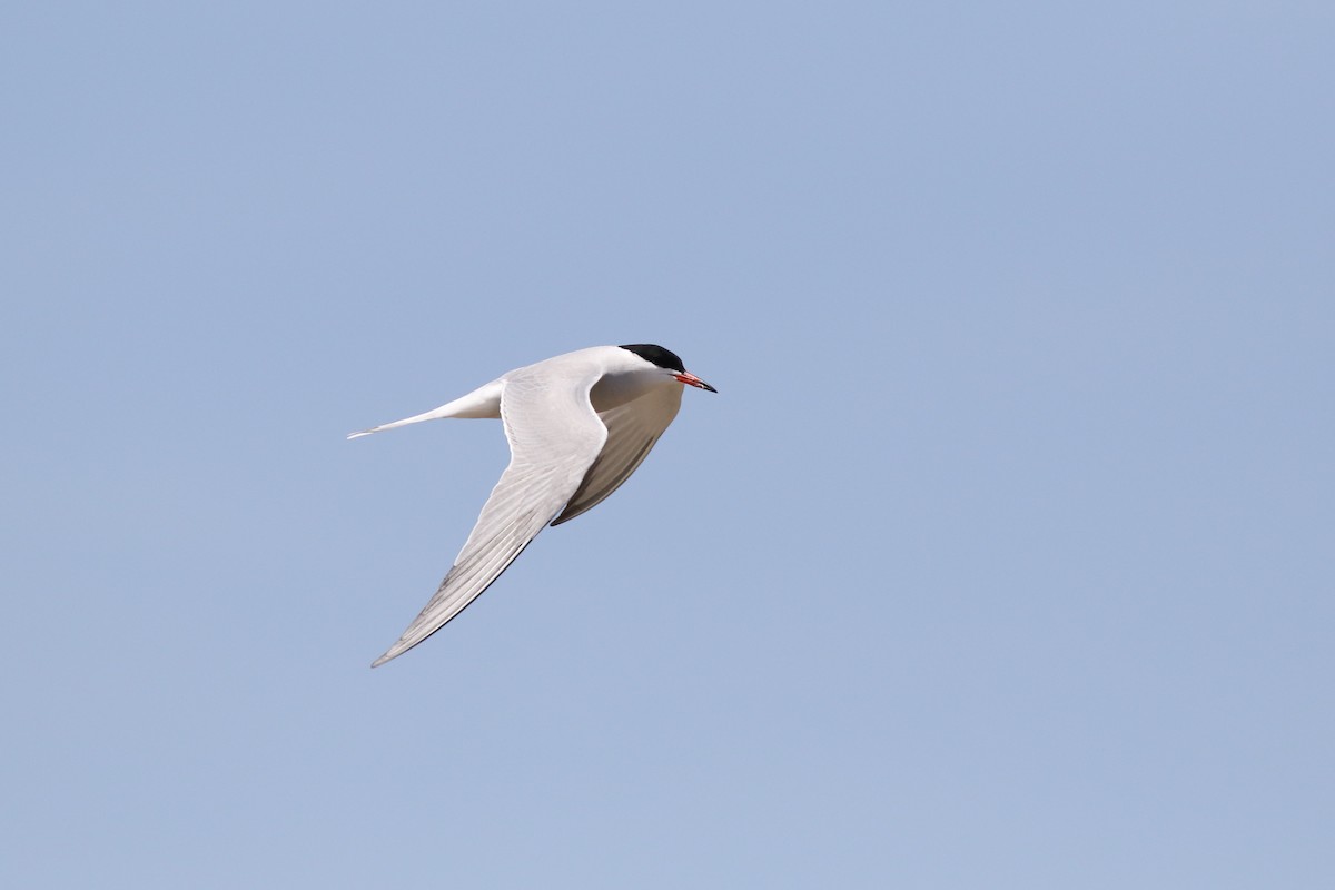 燕鷗(hirundo/tibetana) - ML58830241