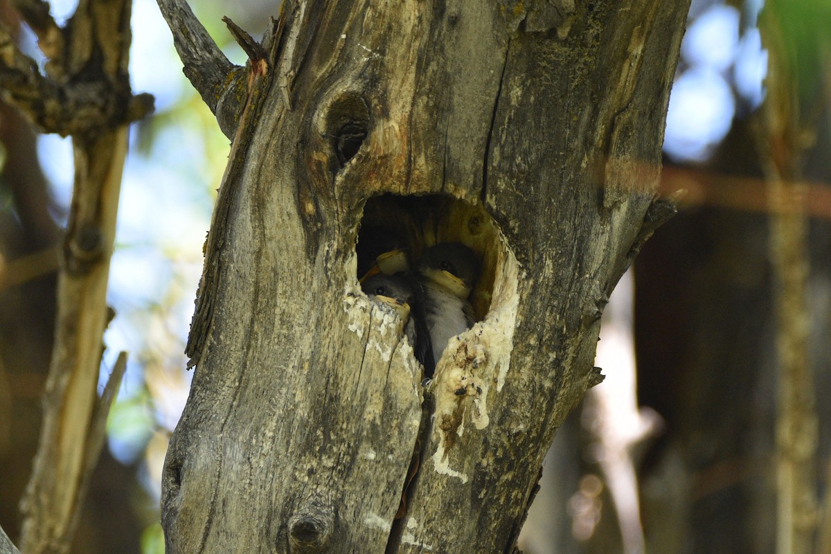 Golondrina Bicolor - ML588302571