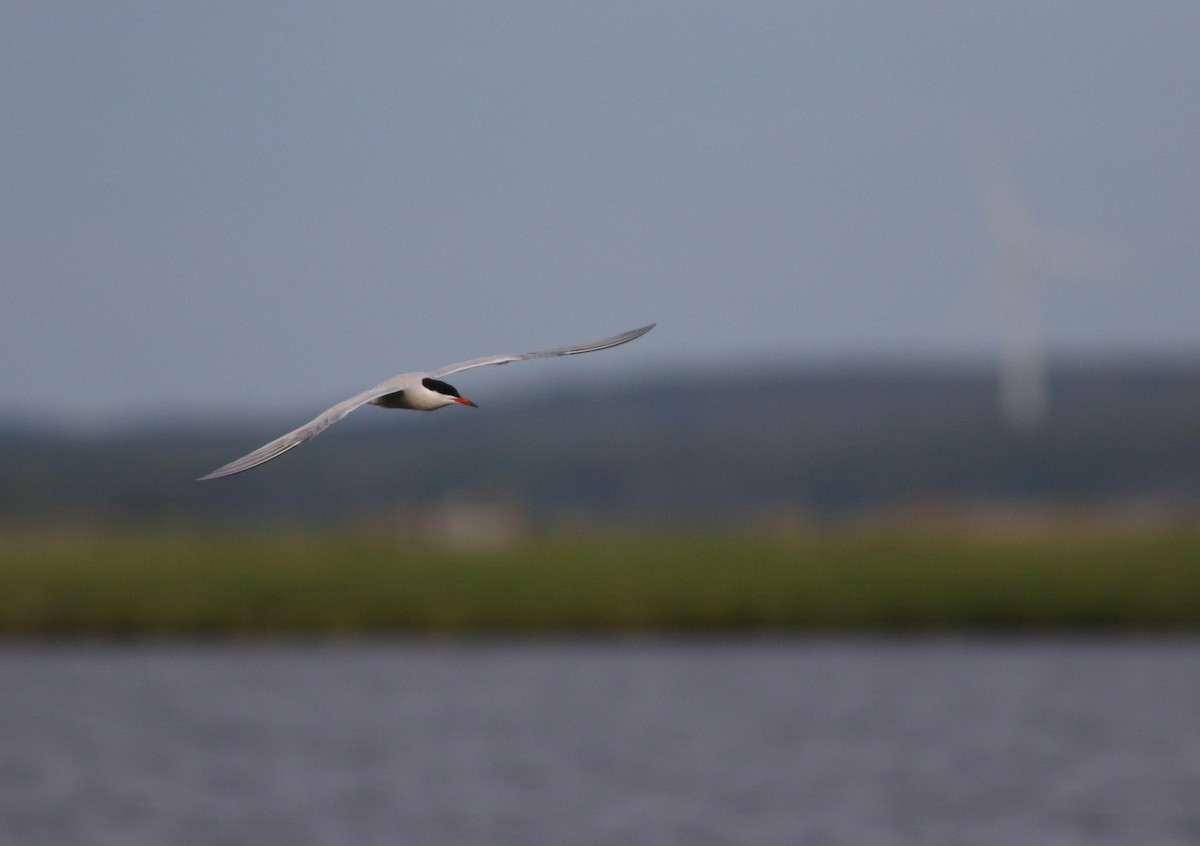 燕鷗(hirundo/tibetana) - ML58830271