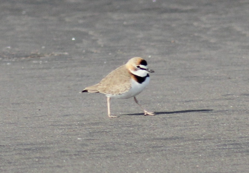 Collared Plover - ML588303781