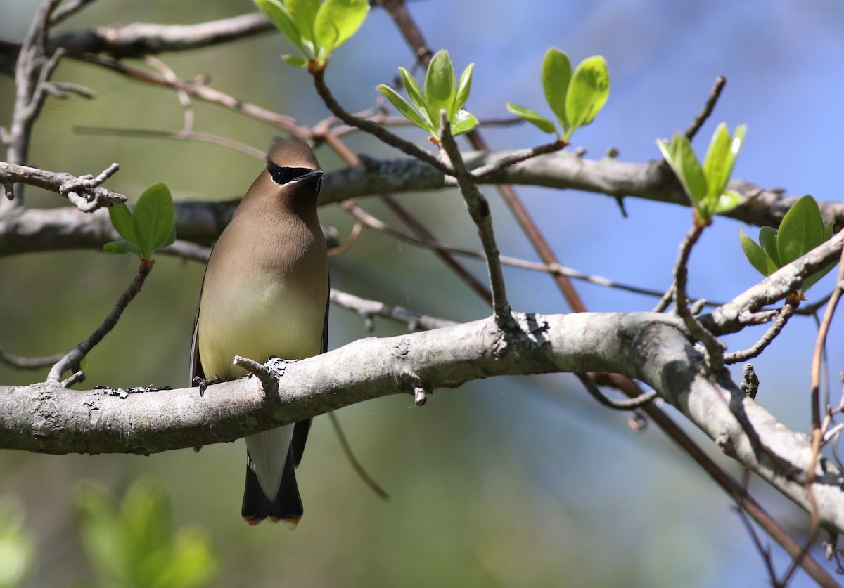 Cedar Waxwing - ML58830391