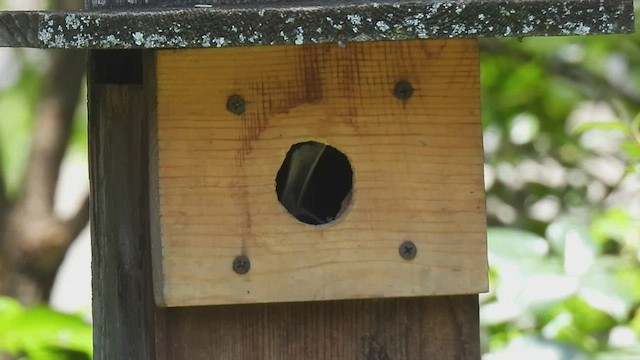 Tufted x Black-crested Titmouse (hybrid) - ML588304181