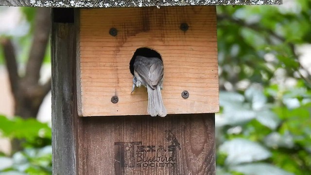 Tufted x Black-crested Titmouse (hybrid) - ML588304471
