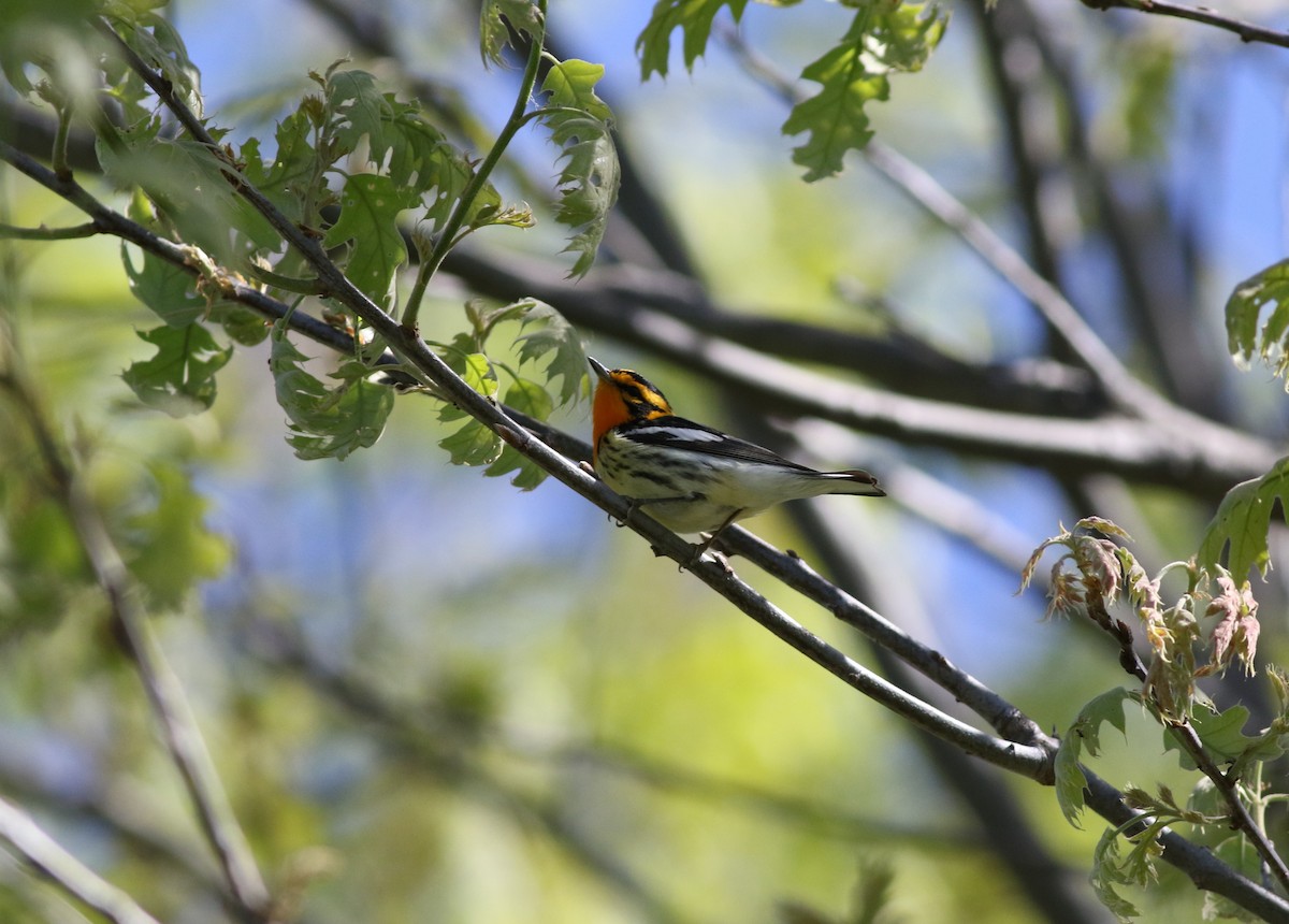 Blackburnian Warbler - ML58830451