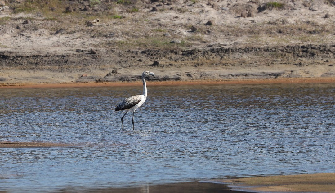 Chilean Flamingo - ML588305081